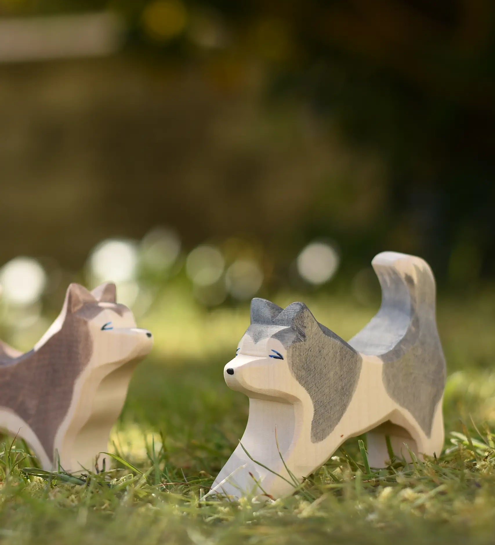 Ostheimer grey and white running sled dog placed on grass next to a standing sled dog in the Babipur garden.