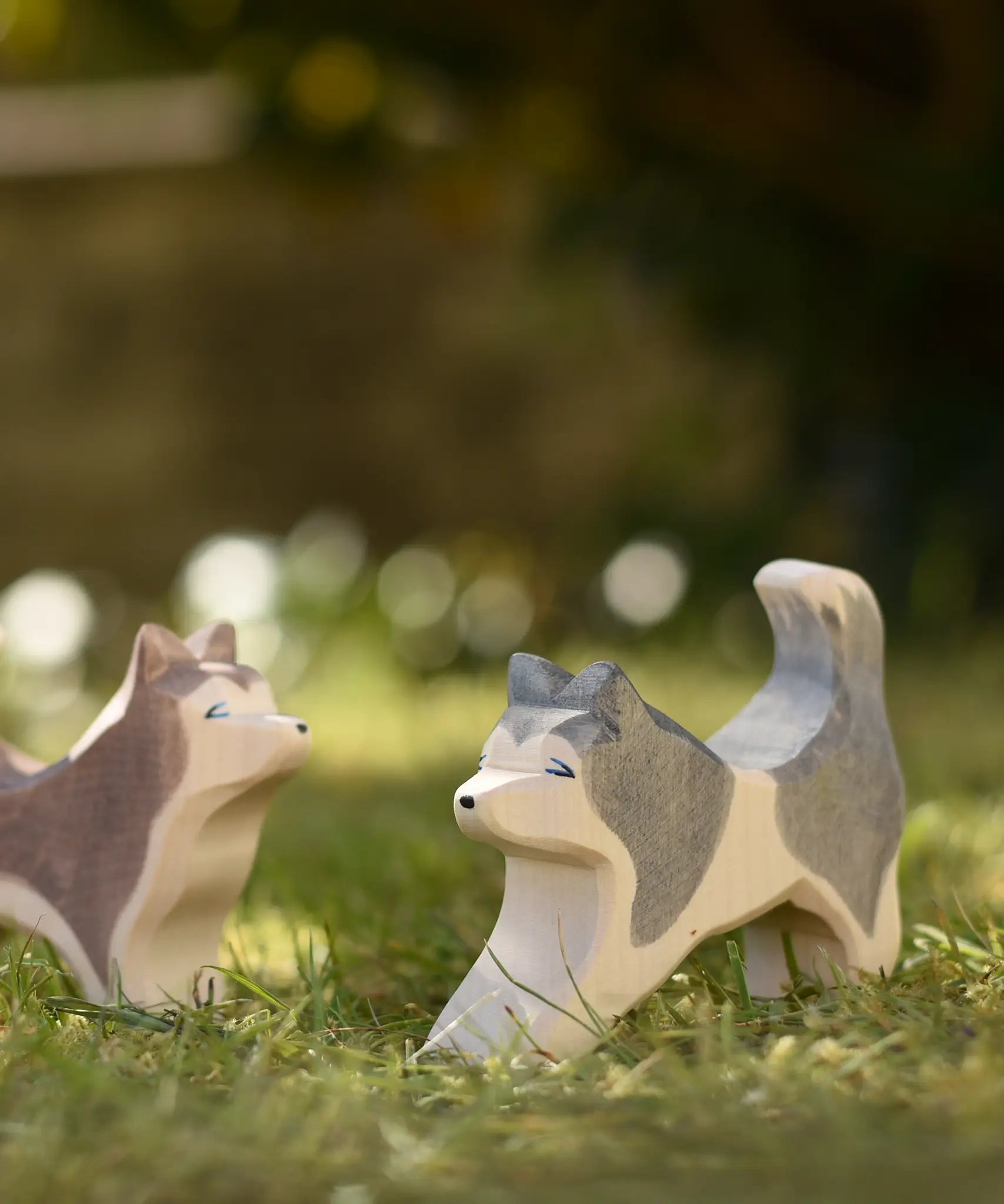 Ostheimer grey and white running sled dog placed on grass next to a standing sled dog in the Babipur garden.