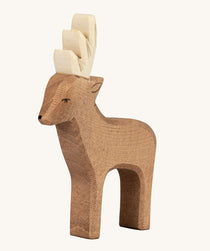 Ostheimer Male Deer Roe Buck on a plain background.