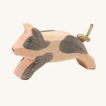 Ostheimer running spotted piglet on a plain background. 