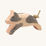 Ostheimer running spotted piglet on a plain background. 