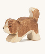 Ostheimer Small St Bernard dog with it's Head Down on a plain background. 