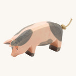 Ostheimer Spotted Pig with it's Head Low on a plain background. 