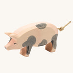Ostheimer Spotted Pig with it's head held up on a plain background. 
