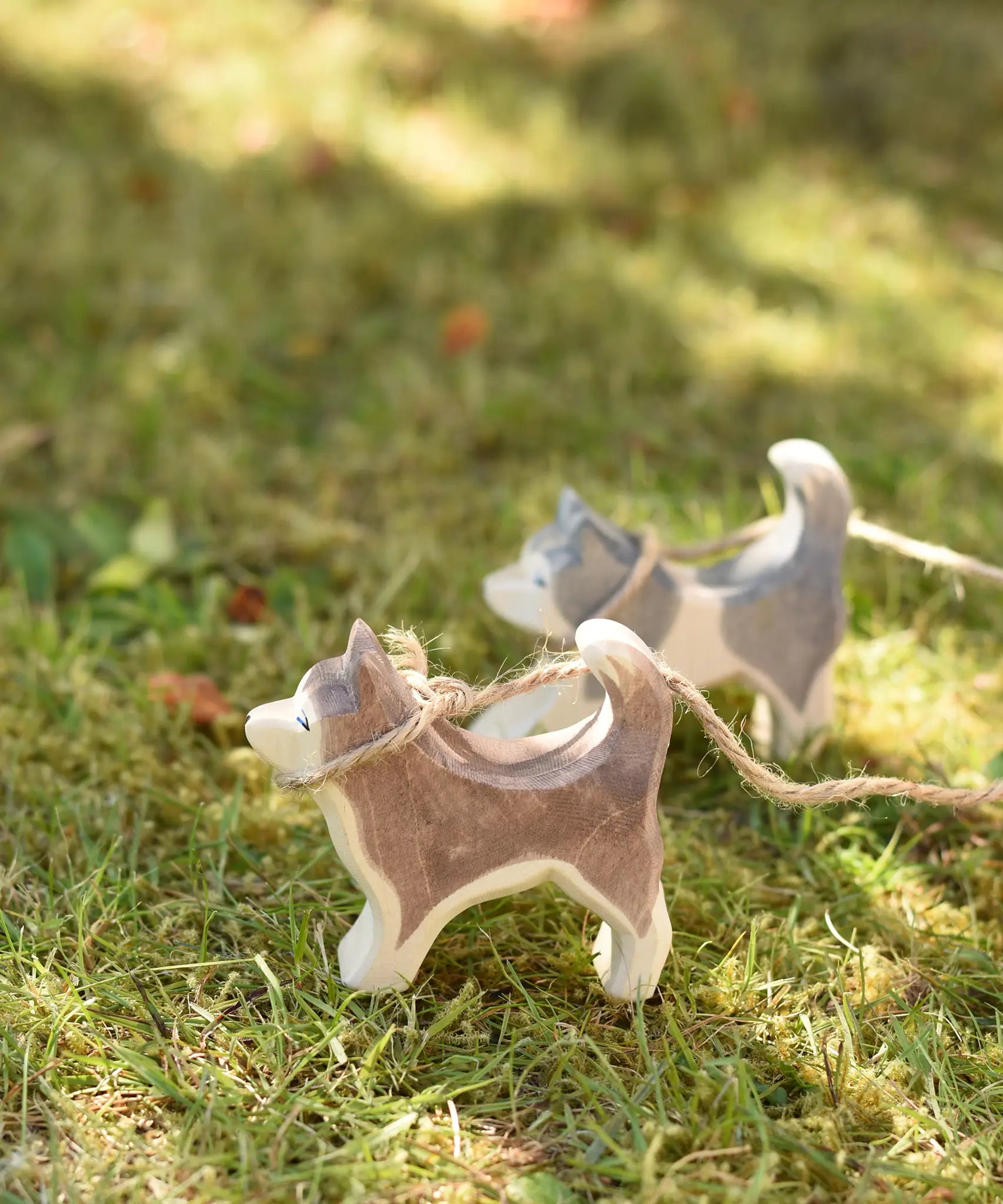 Ostheimer standing sled dog placed on grass next to a running sled dog in the Babipur garden. Both dogs have been attached to makeshift string leads. 