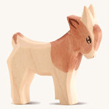 A brown and white small standing Ostheimer goat on a cream background.