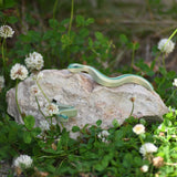 Ostheimer snakes placed on a rock outdoors among grass and greenery.
