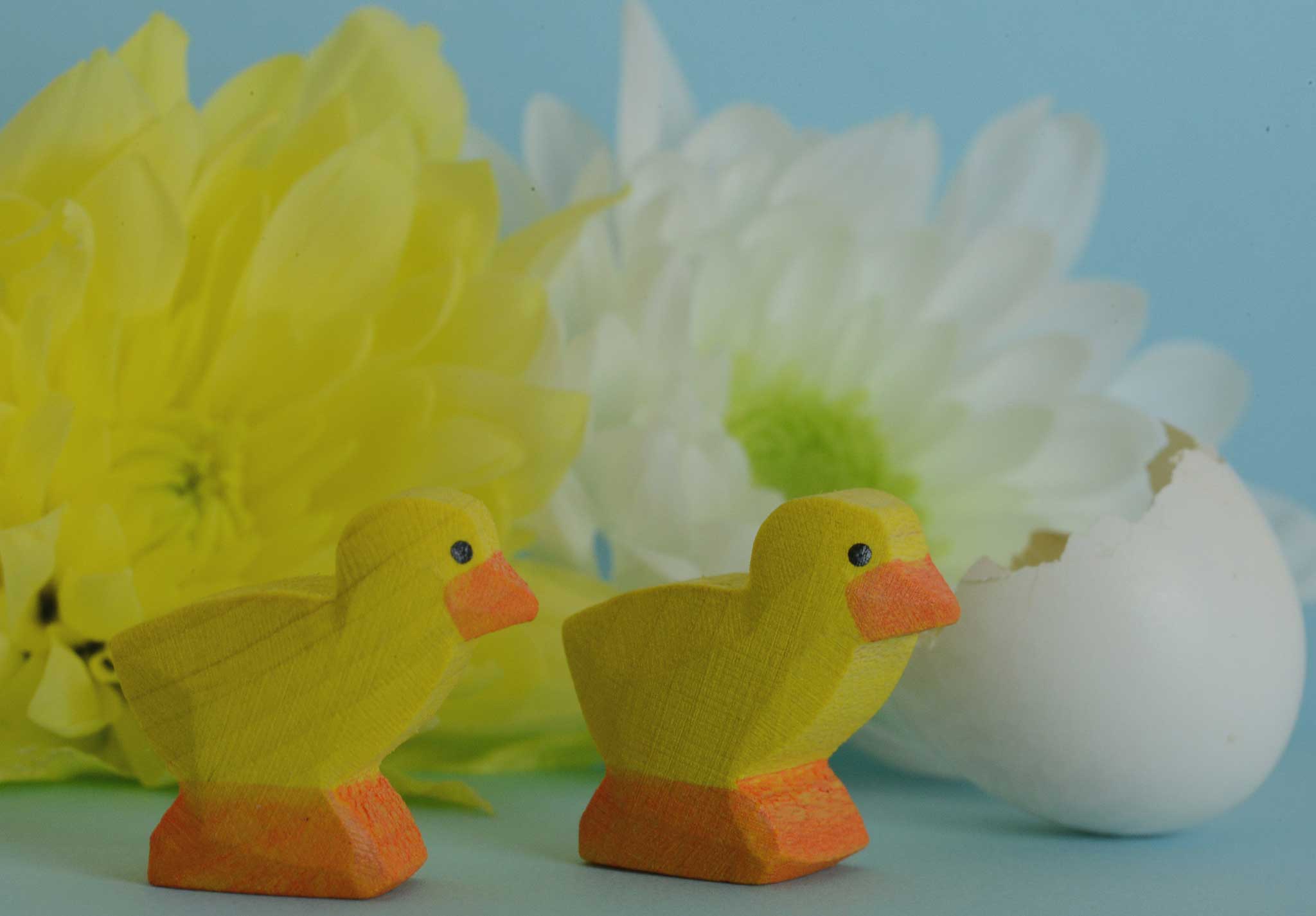 Two Ostheimer yellow chicks placed in front of yellow and white flowers. 
