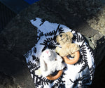 Senger bear and sheep baby grasping toys placed on an Etta Loves fern print sensory muslin cloth on a stone wall outdoors.