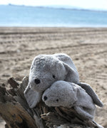 A large and small cuddly Senger grey seal placed on a trunk of driftwood on a beach, the sea can be seen in the background.