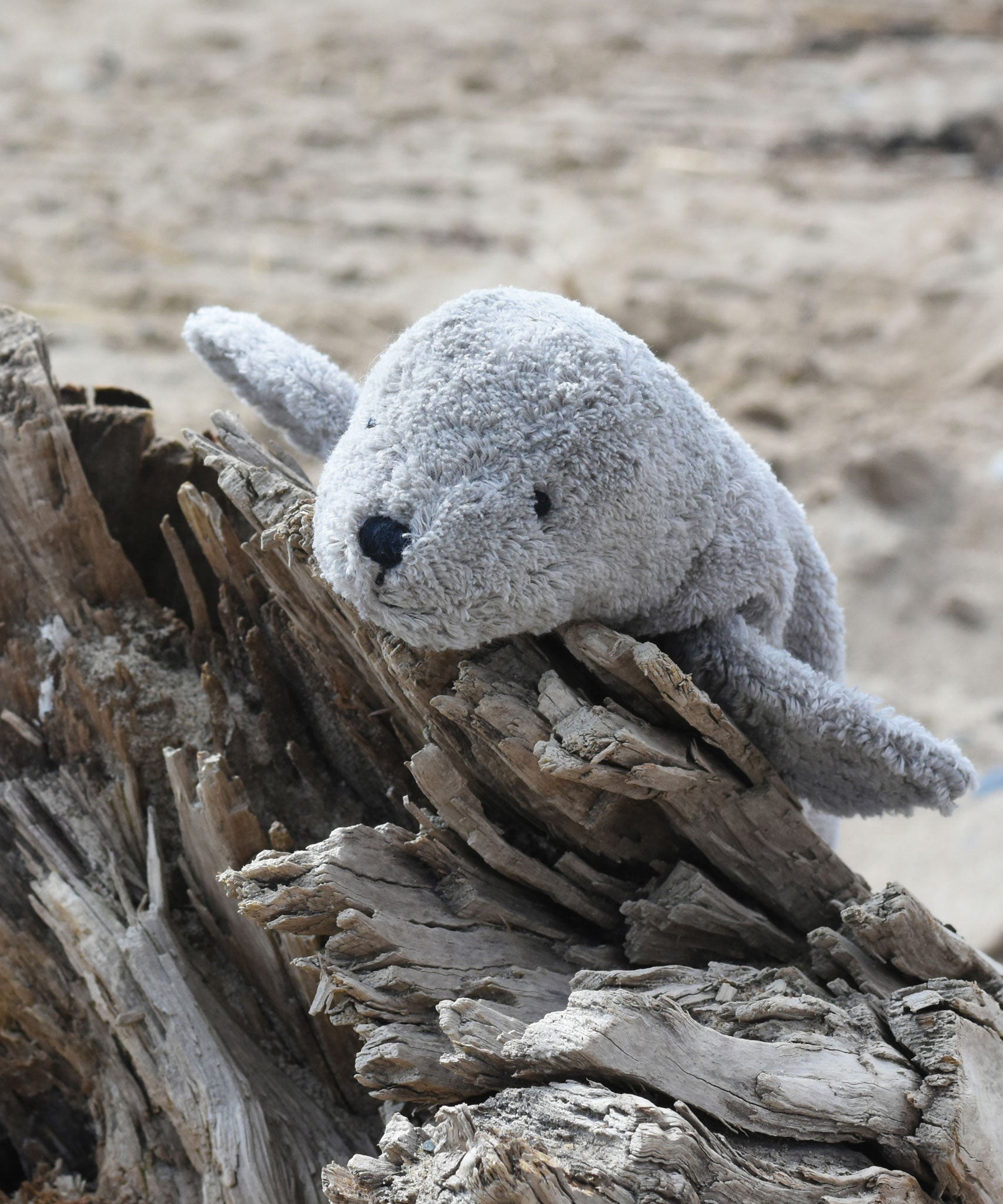 A small Senger cuddly grey seal animal placed on a trunk of driftwood on a beach.