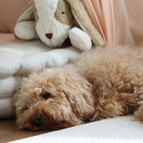 Senger Large Floppy Dog