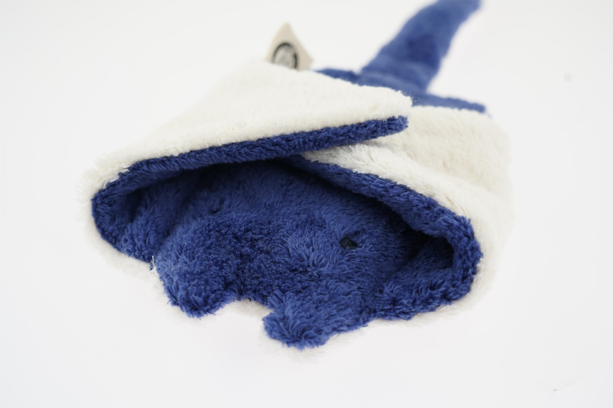 A closeup of the Senger small cuddly blue manta ray, with its fins folded over its body