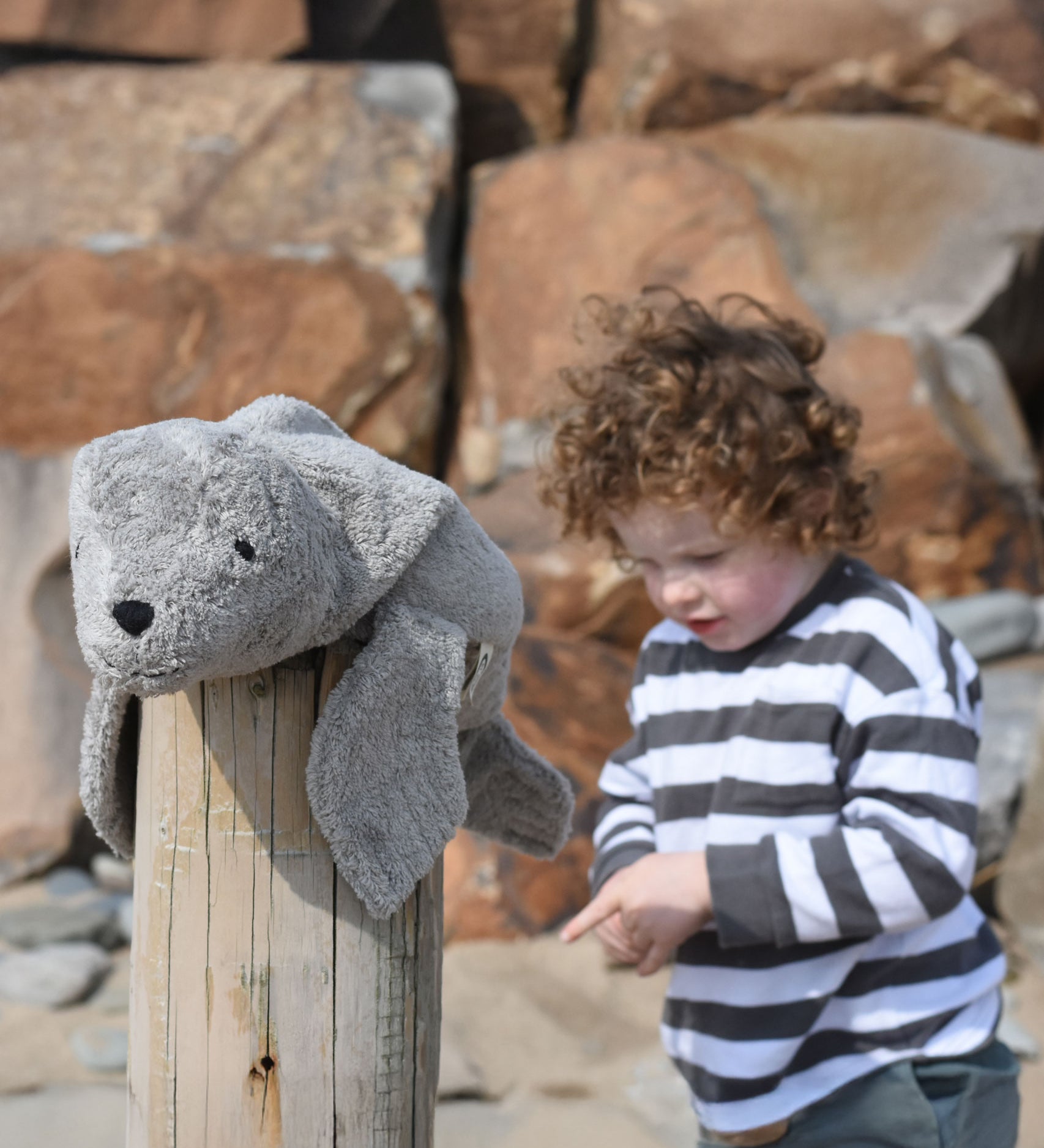 A small Senger grey seal placed on a wooden post on a beach. A child can be seen standing in the background.