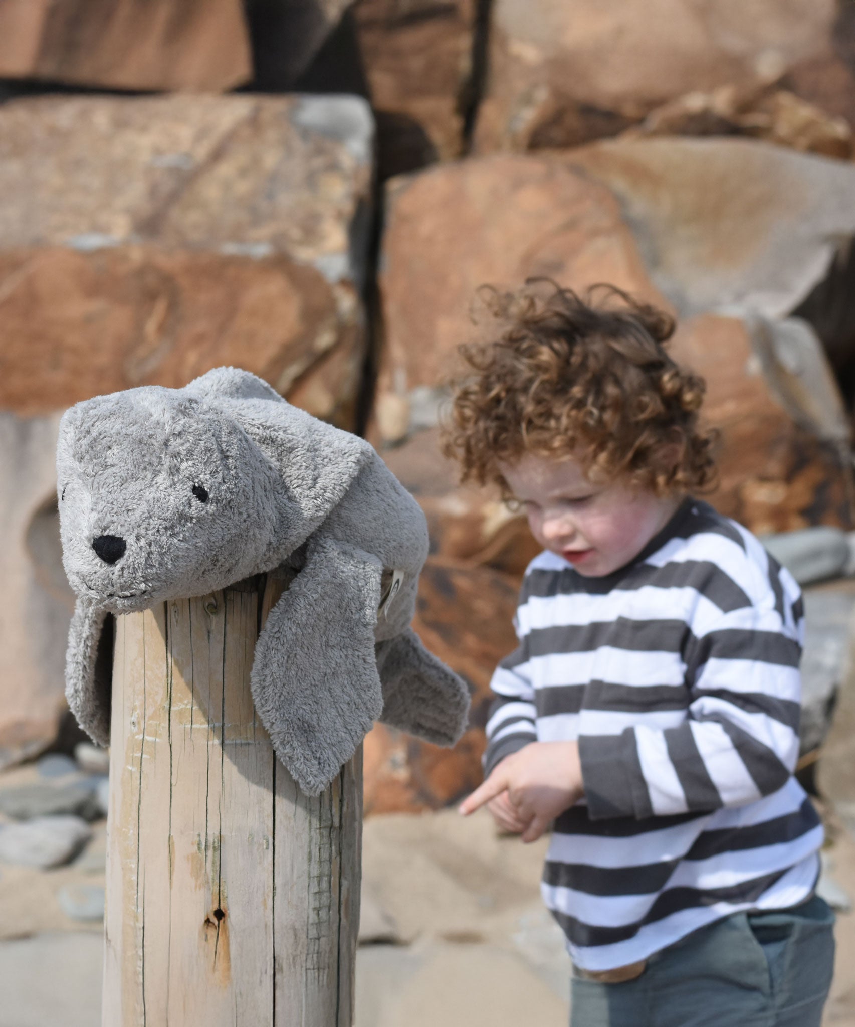 A small Senger grey seal placed on a wooden post on a beach. A child can be seen standing in the background.