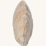 A side view of the Senger Small Cuddly Sea Animal Shell  Organic Soft Toy