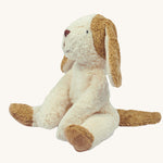 A Senger Small Floppy Dog on a plain background. 