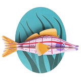 Studio Roof Big Fishes - Longnose Hawkfish