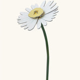 Studio Roof daisy everlasting flower cardboard flower decoration shown built.