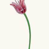 Studio Roof pink tulip everlasting flower cardboard decoration shown built. 