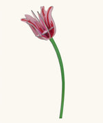 Studio Roof pink tulip everlasting flower cardboard decoration shown built. 