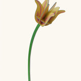 Studio Roof yellow tulip everlasting flower cardboard craft kit shown built.