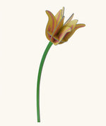 Studio Roof yellow tulip everlasting flower cardboard craft kit shown built.