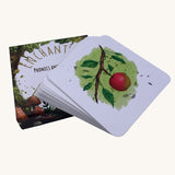 The Phive Enchanting Learning Phonics & Storytelling Cards - Set 1