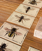 The cards from the Wooden Story bee species set laid out on a wooden surface. Each card has an illustration of a different species of bee.  