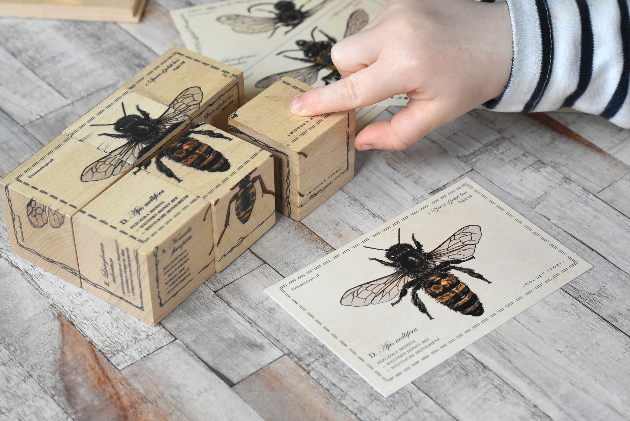 The blocks from the Wooden Story Species of Bees Puzzle Blocks Set placed on a wooden surface, next to the corresponding species of bee. 