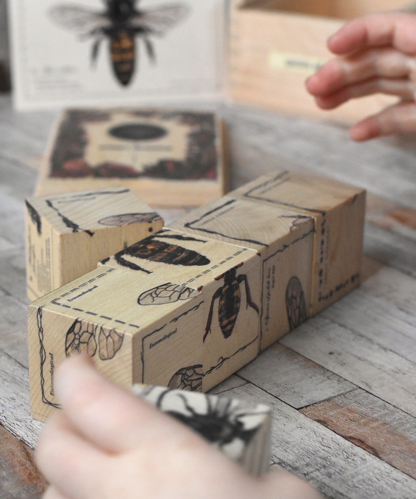 A close up of some of the blocks from the Wooden Story Species of Bees Puzzle Blocks Set. The illustrations of the bees are on all sides of the blocks, a child's hands can be seen on the sides.