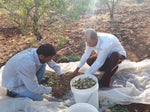 Majdi Ghannam lives in Aqqaba, south of Jenin and farms both olives and almonds. He works on his farm, and his brother’s, in addition to working as a teacher.