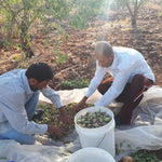 Majdi Ghannam lives in Aqqaba, south of Jenin and farms both olives and almonds. He works on his farm, and his brother’s, in addition to working as a teacher.